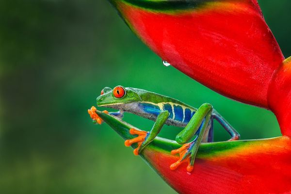 Jones, Adam 아티스트의 Red-eyed Treefrog-Costa Rica작품입니다.